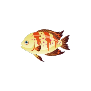 Orange Fin Parrot Cichlid